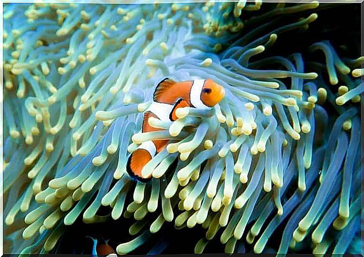 Meaning of the family - clown fish