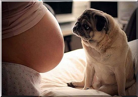 The Benefits of Having a Dog During Pregnancy